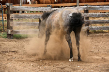 Canada-British Columbia-Cranbrook Beckley's Cattle and Guest Ranch